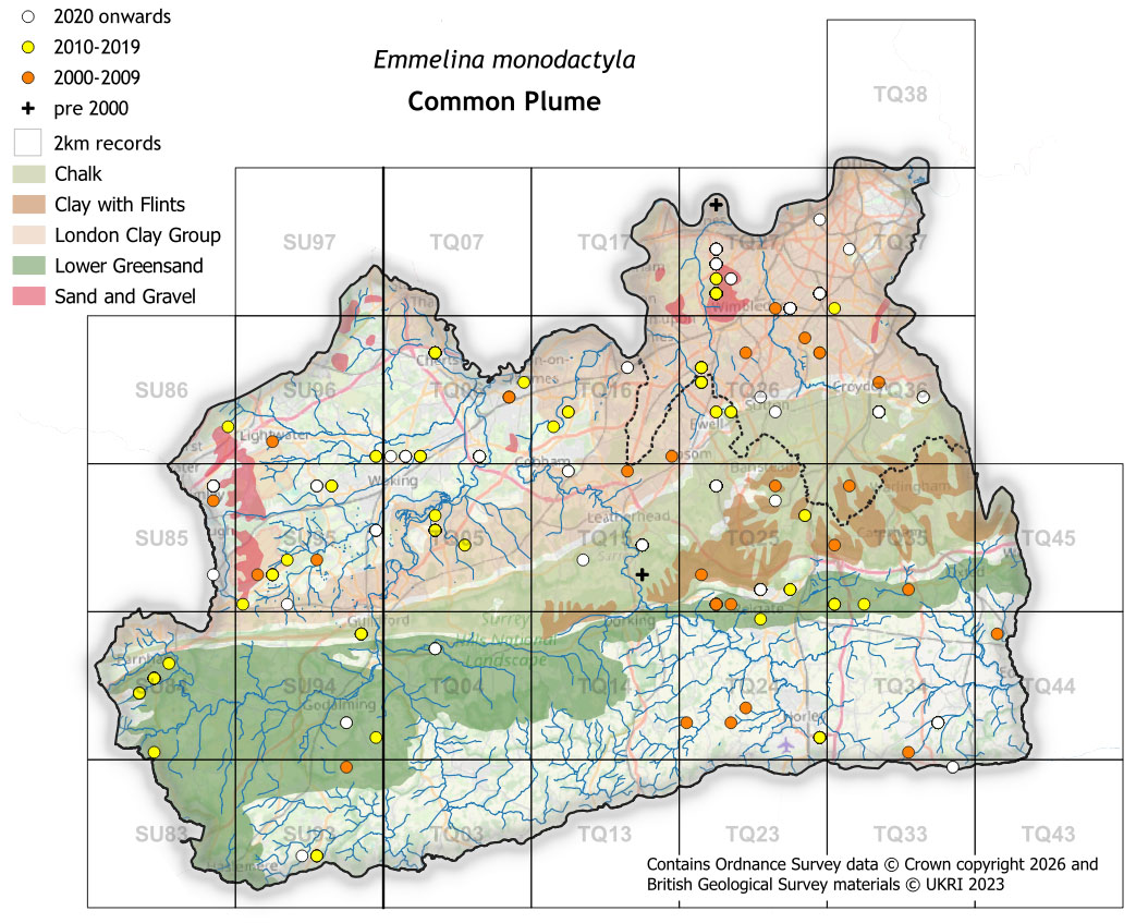 Moths